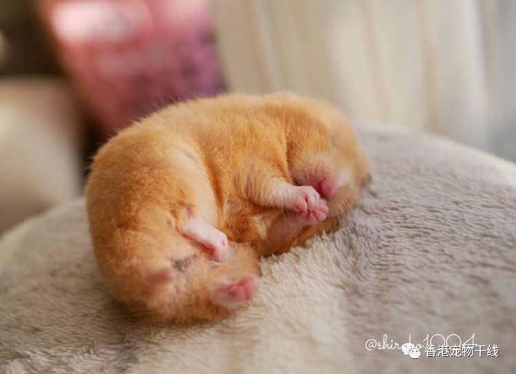 仓鼠能用玻璃笼吗冬天冬眠,天气很冷的时候仓鼠会躲在哪