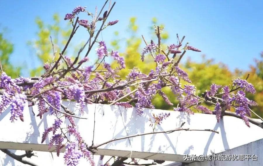 紫藤挂云木花蔓宜阳春下一句,紫藤挂云木花蔓宜阳春整首诗