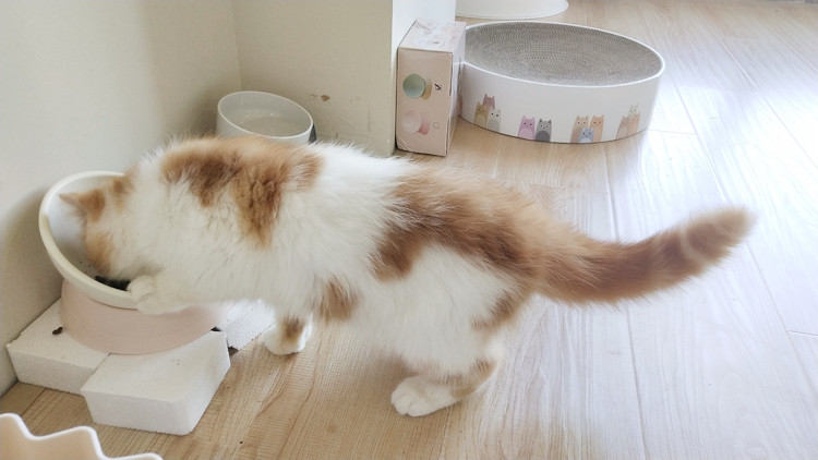 夏天猫咪食欲不振掉毛严重怎么办,猫咪夏季应该吃什么