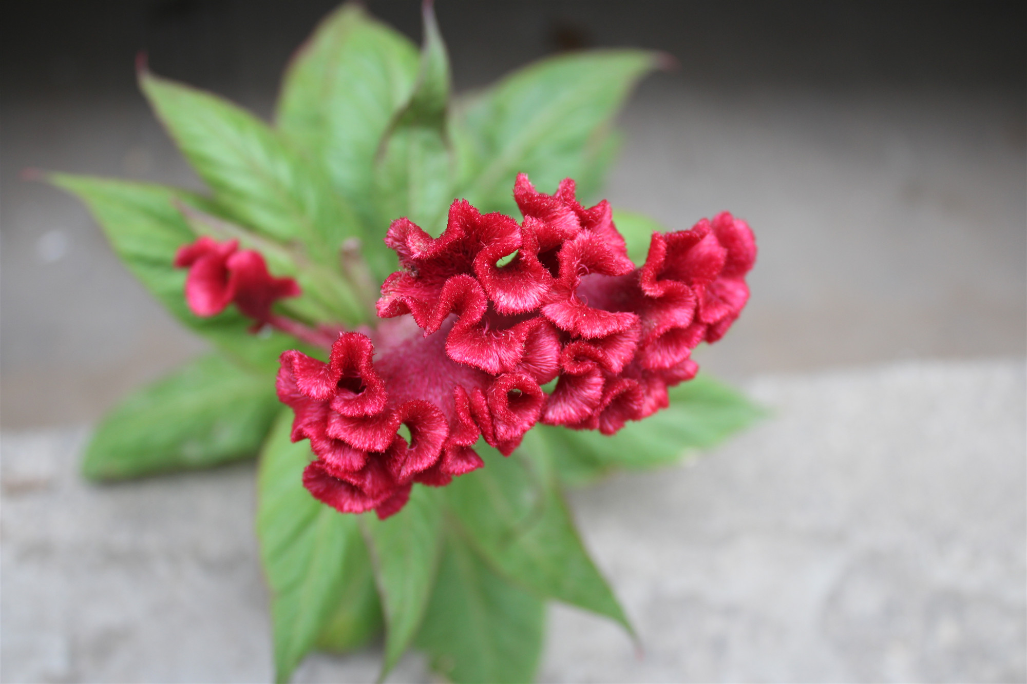 中药科普之车前子,中药科普之委陵菜与翻白草