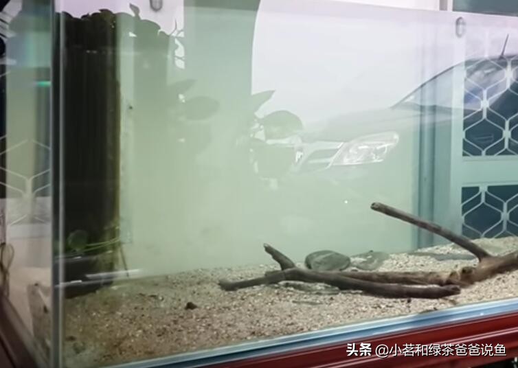 鱼缸免费培养硝化菌的方法,鱼缸硝化活菌系统快速建立