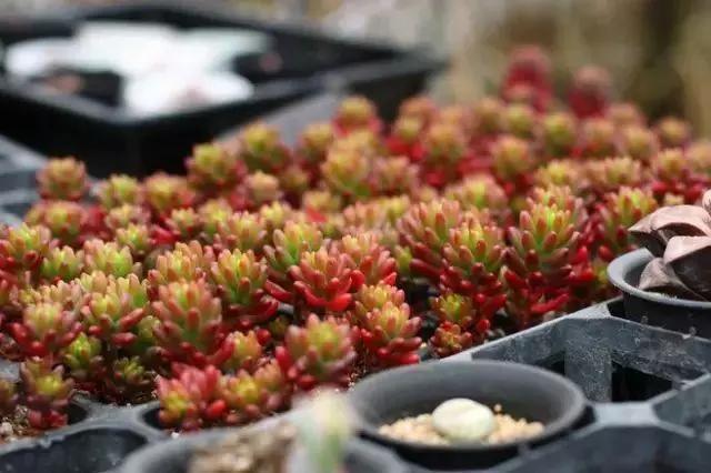 容易爆盆又好养的多肉你值得拥有,容易养好养活而且便宜的多肉