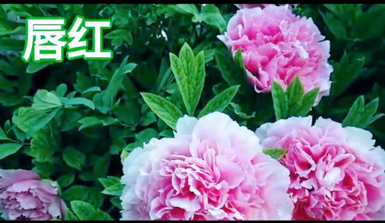 雍容华贵的国之牡丹惊艳了世界,美丽富贵的国花洛阳牡丹