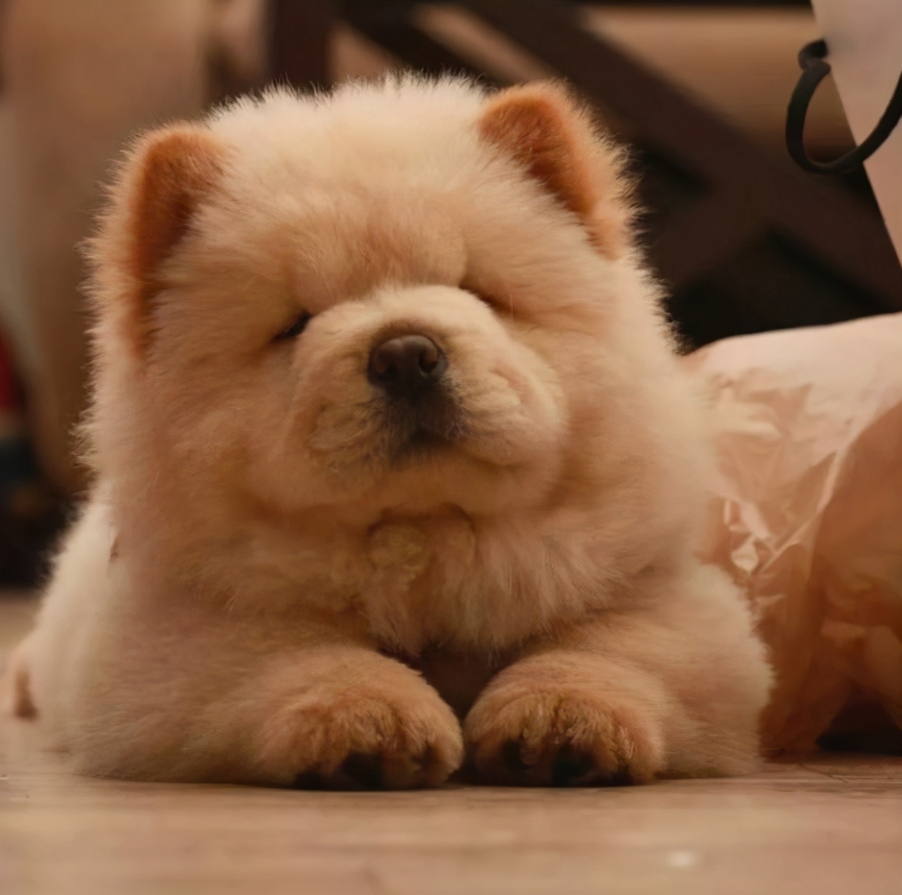 中国名犬松狮犬,松狮犬一生认几个主人