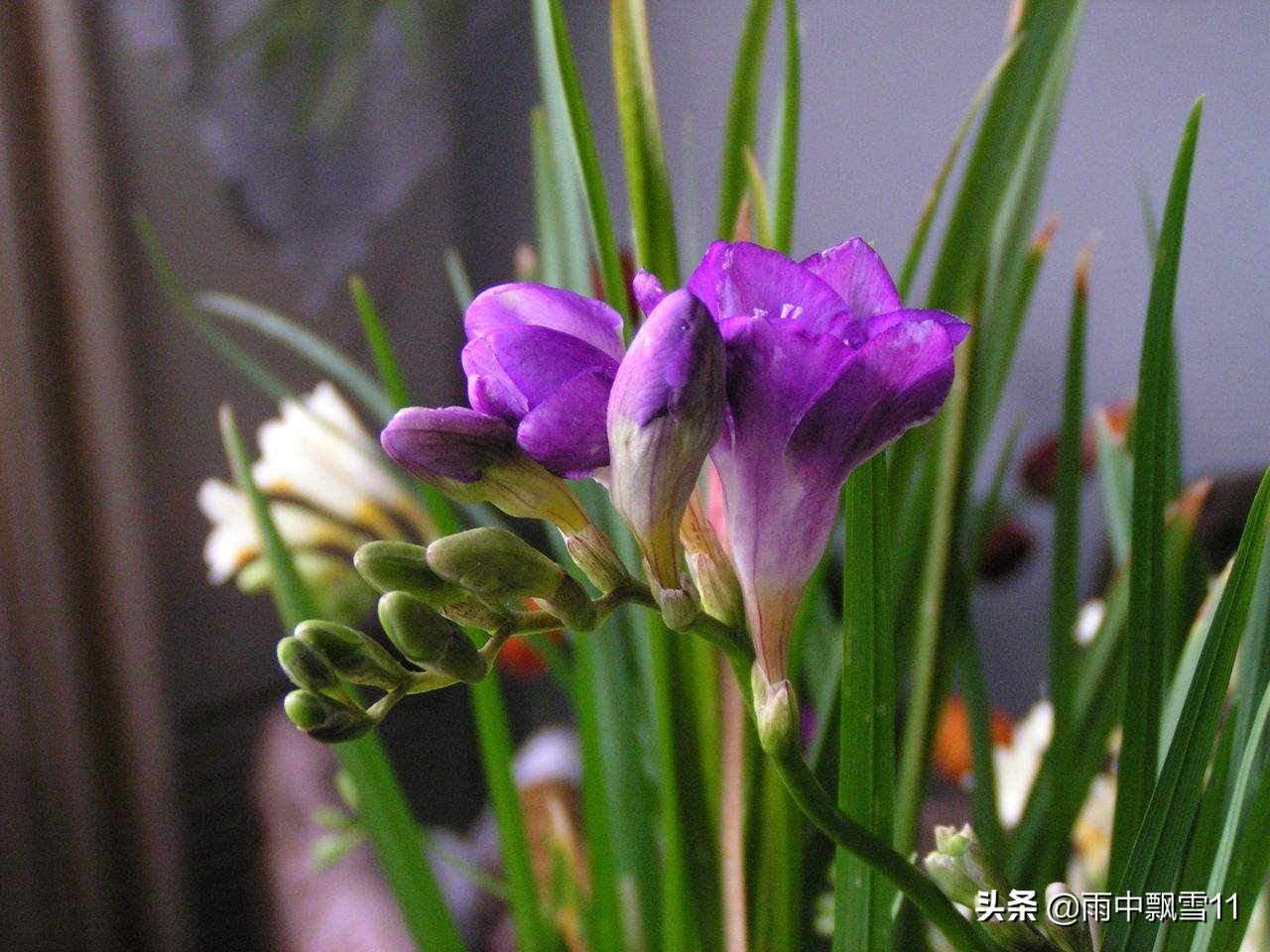 香雪兰花后怎么养？教你3种方法，明年依旧花开更艳丽