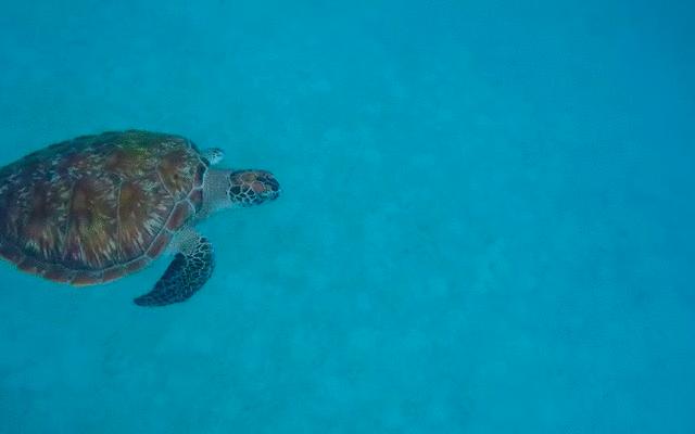 马来西亚免签3天2晚旅游,去马来西亚最新免签攻略