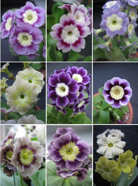 草甸报春花图片,高山草甸报春花图片