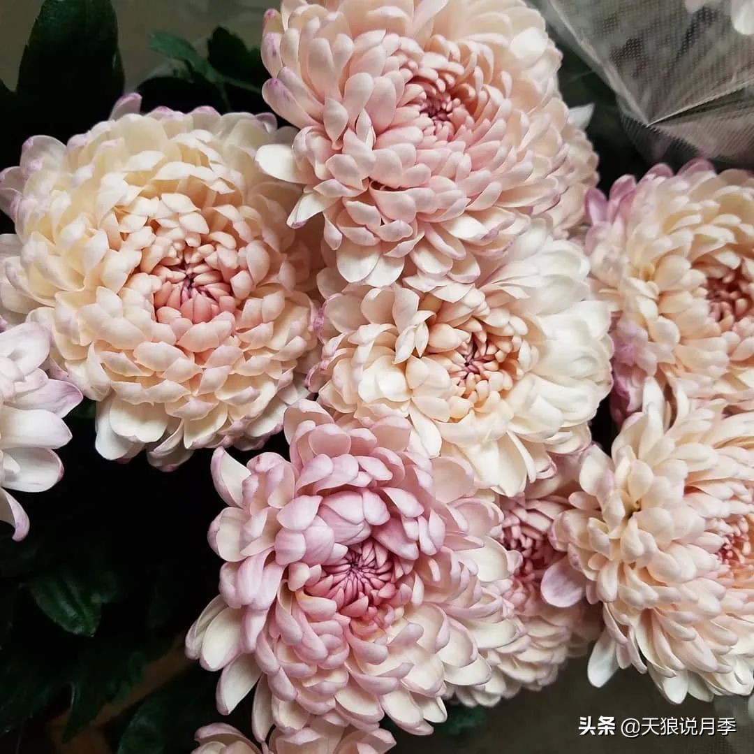 足不出户,带你了解2020日本园艺圈「新品种大赏」