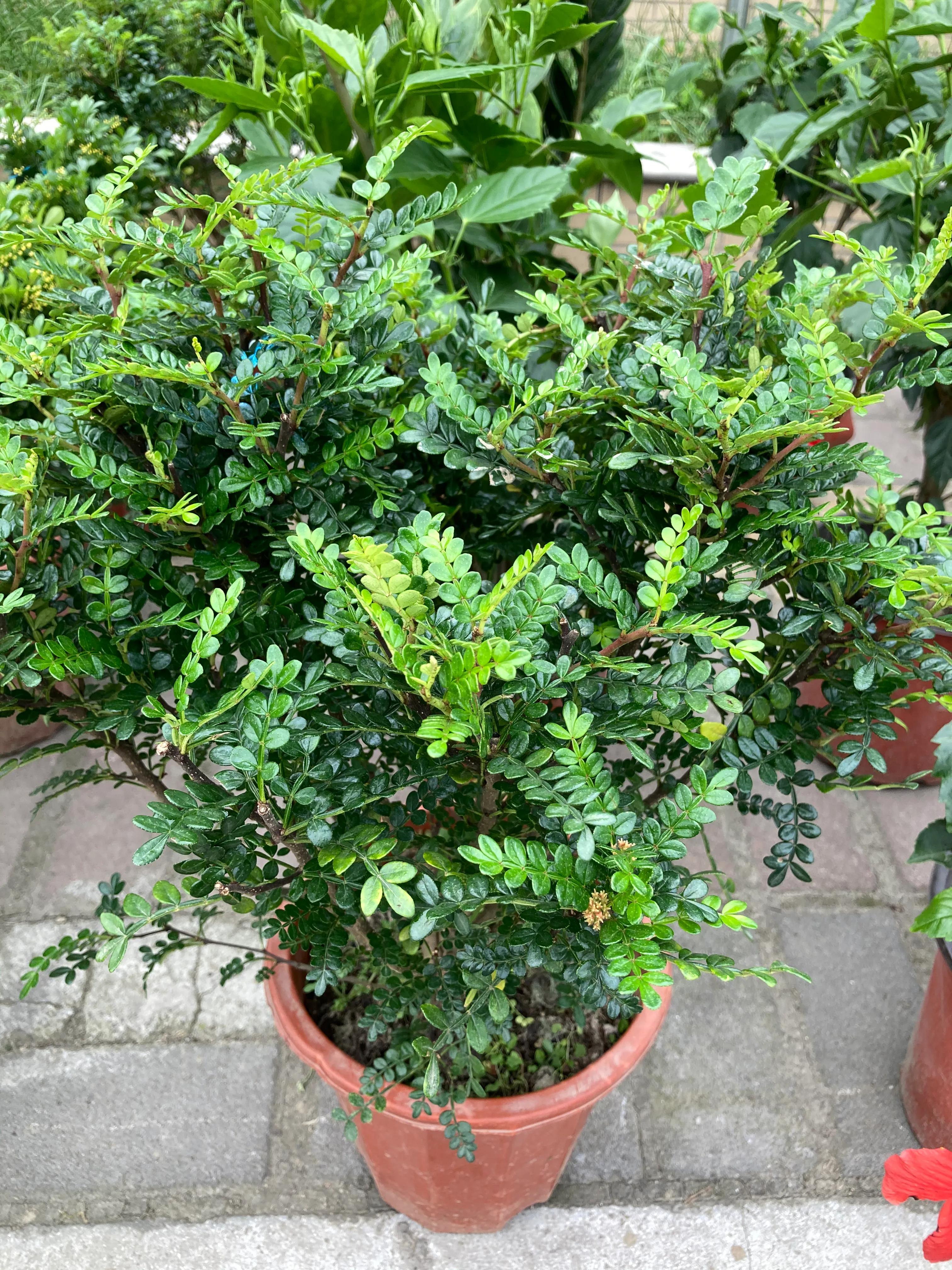 花市常见的一款绿植（清香木），为什么容易落叶，盆栽老板这么说