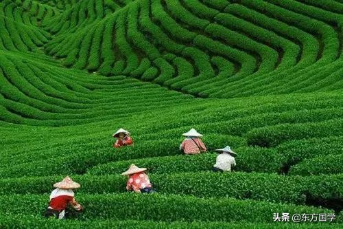 漫漫问茶路，能不忆江南？——久负盛名的“香郁若兰”