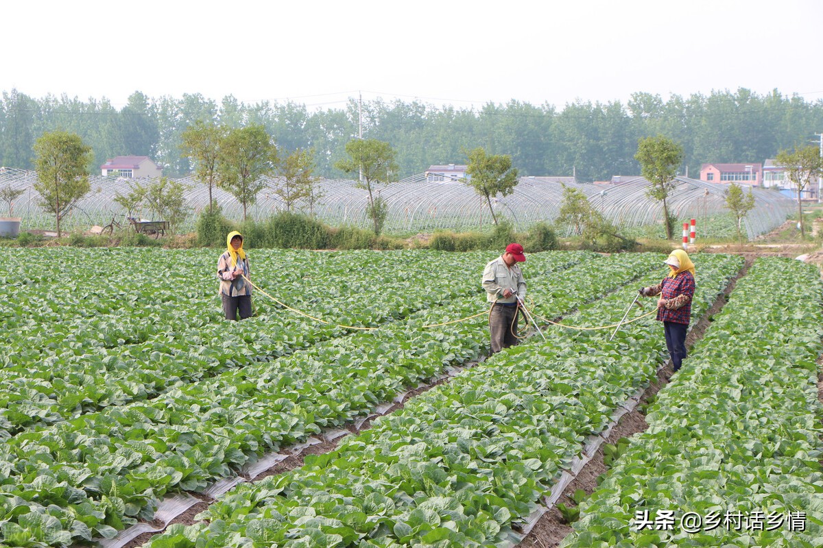 种植蔬菜用什么方法最好,如何科学种植蔬菜的方法