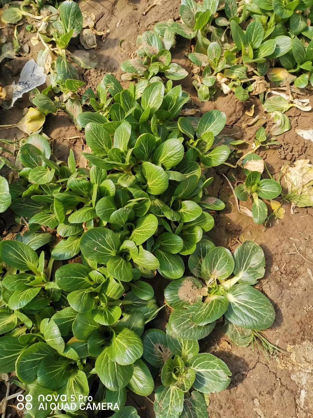 巾帼战疫|按下生活*放播**键解决农民销售难——乡镇妇联主席卖菜记