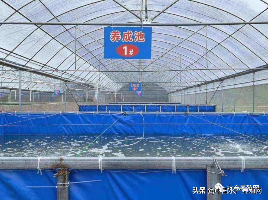 帆布池养殖要注意哪些,为什么很多人帆布池养殖都失败了
