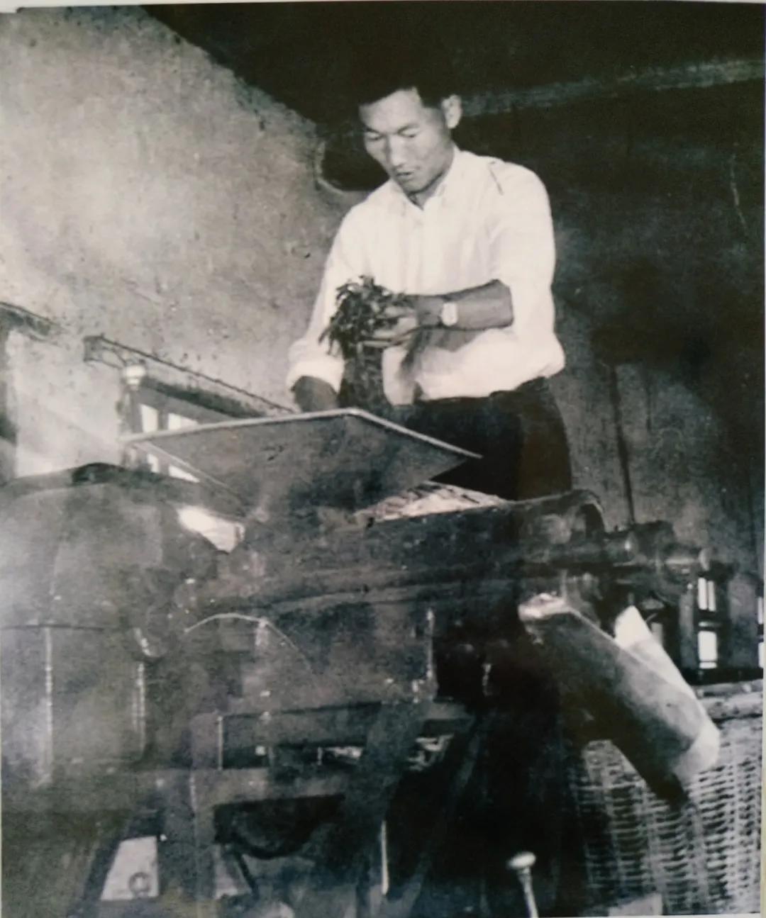 云南腾冲碧玉茶,腾冲茶有哪些