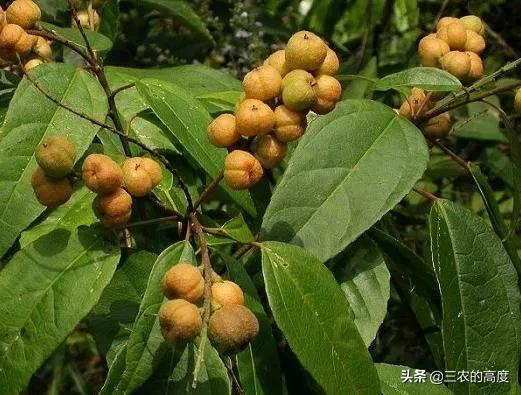 美丽有毒的植物认识11种毒花毒果,五大常见有毒植物你家里有吗