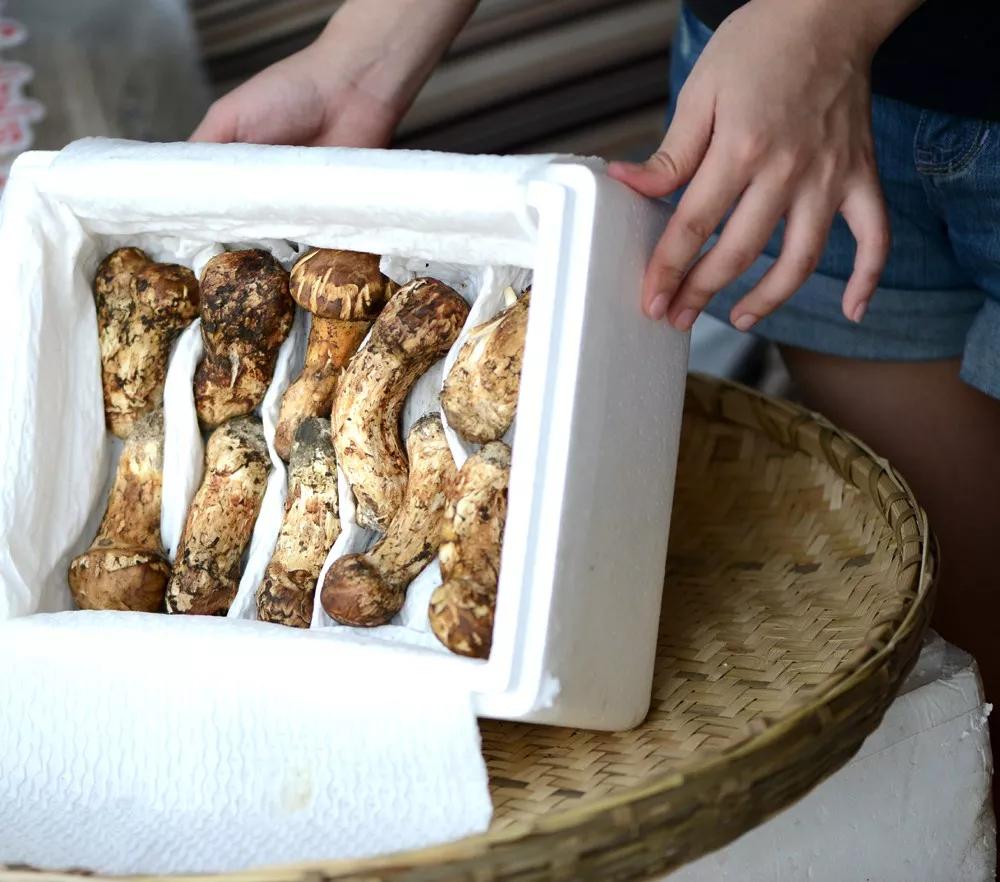 松茸菌干货的吃法,新鲜松茸菌怎么做好吃一点