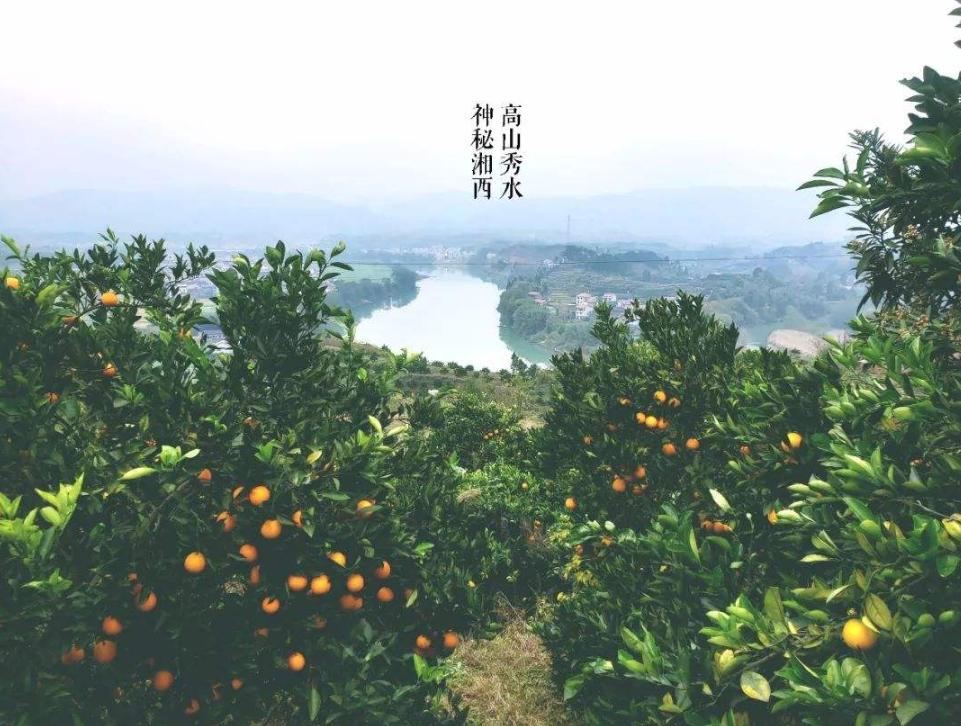 湖南橙子哪里产的最好吃,橙子怎么挑才最甜最好吃