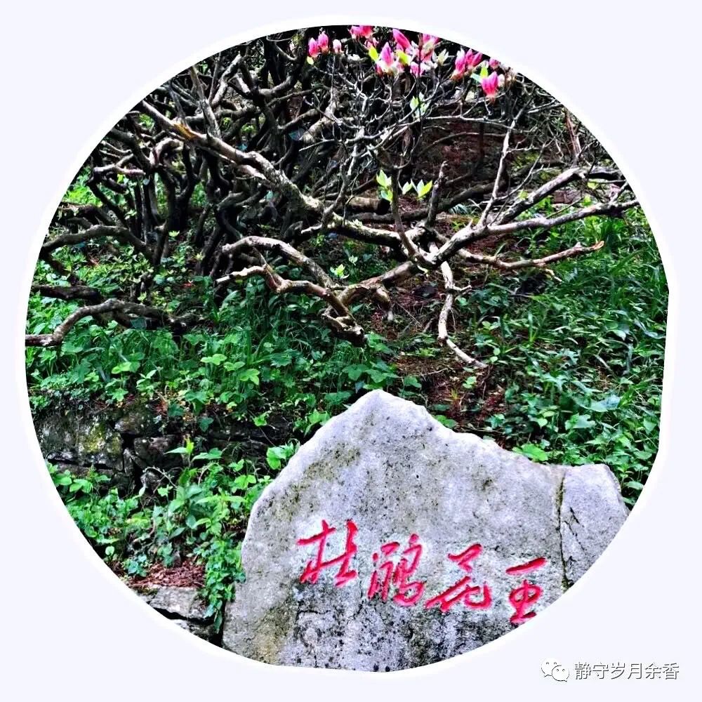 情满龟峰·诗涌花海