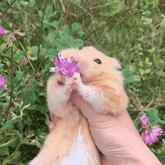 仓鼠春季注意事项,仓鼠春天要注意什么