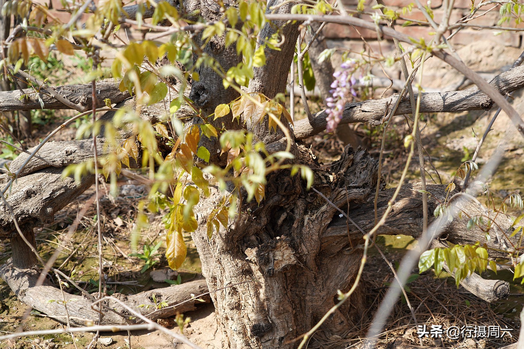 农村创业种植的真实经历,农村山里种植什么赚钱快