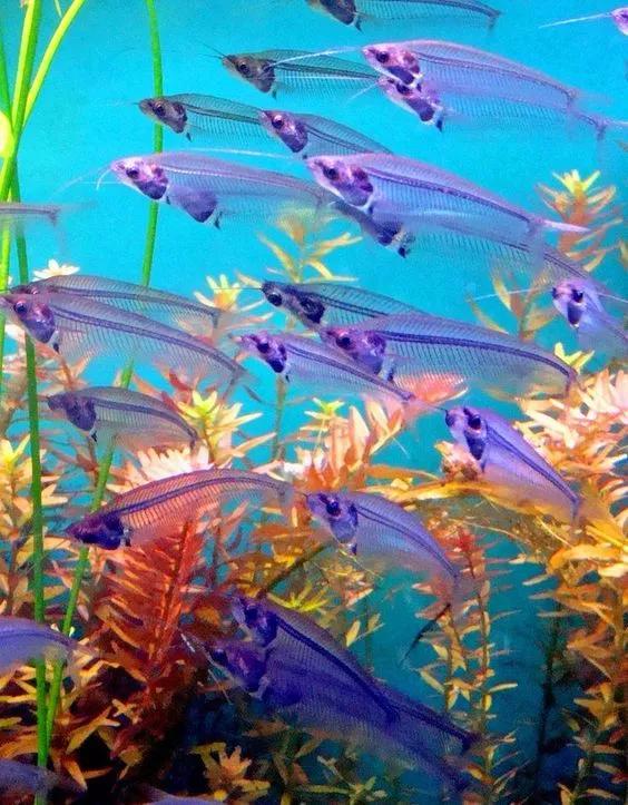 神秘的顶级海底照片难得一见,罕见海底美人照片