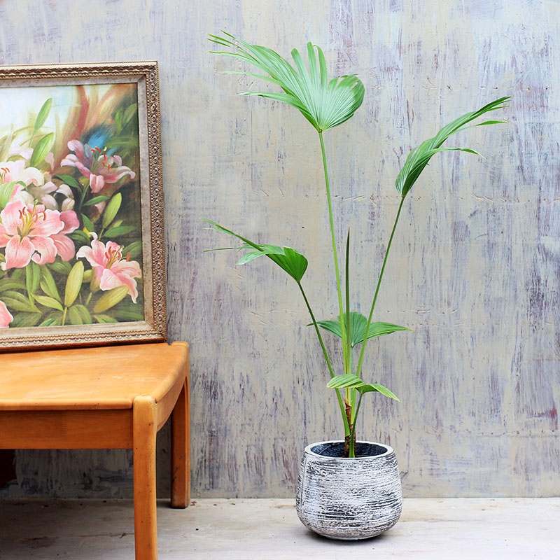 适合阳光暴晒的观叶绿植,适合室内养的高端观叶绿植