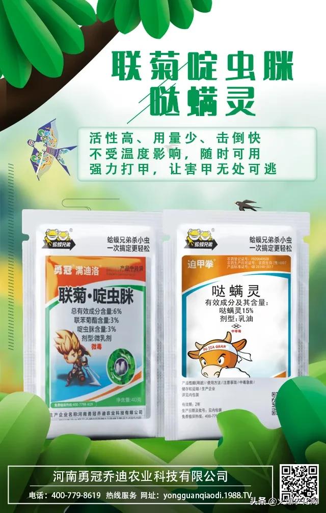 跳甲打甲,跳甲上午打还是晚上打好