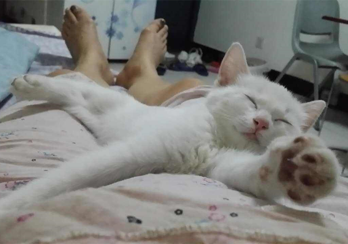 猫咪绝育前禁食禁水多久,猫咪绝育手术前禁水禁食