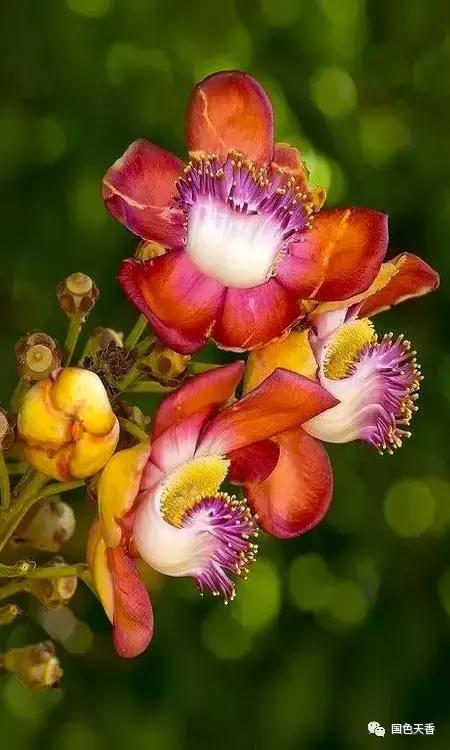 菩提花开观自在,菩提花开见性成佛