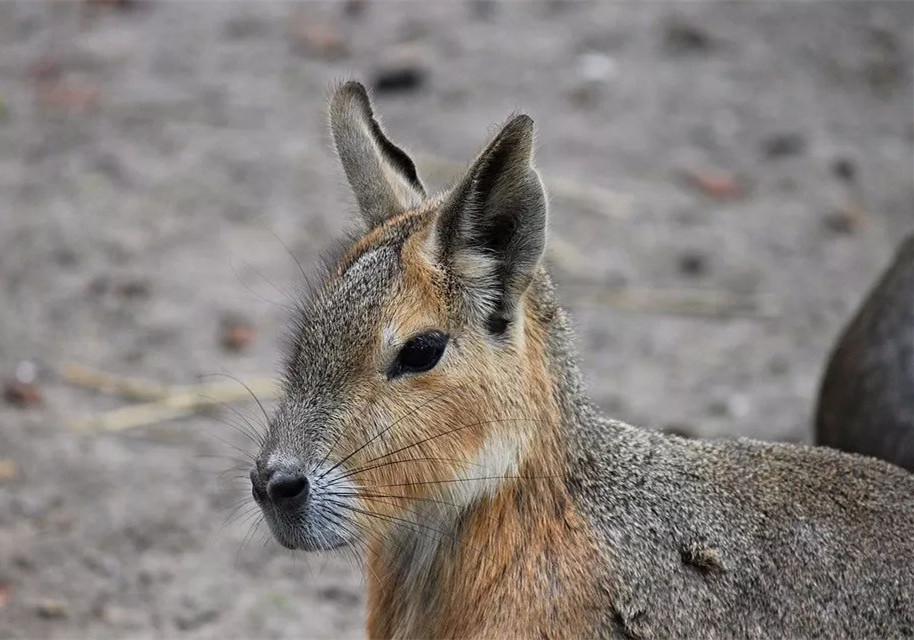自然界中一夫一妻制的动物,世界上最忠诚一夫一妻制的动物