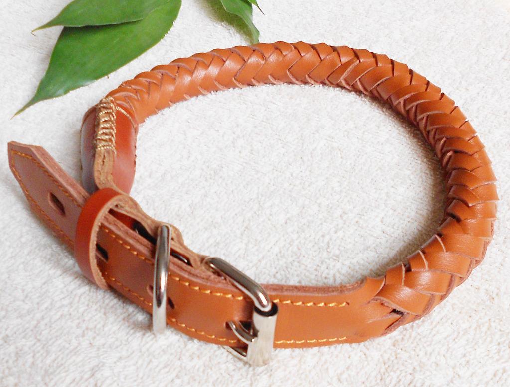 养狗新手入门必备知识,养狗知识大百科入门篇