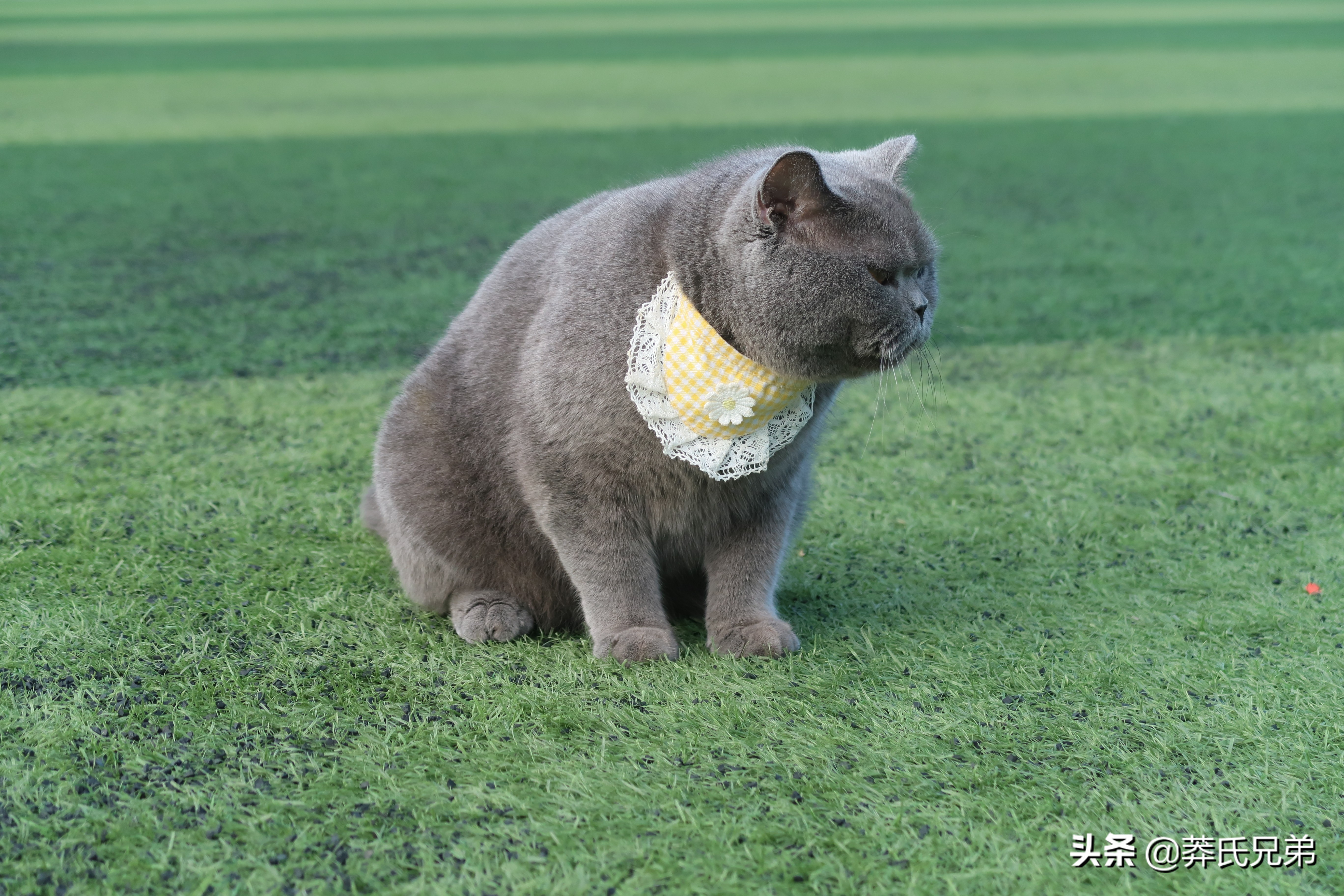 带猫去打篮球,带小猫咪去球场