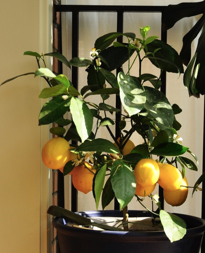 净化空气而且对身体好的花,净化空气对人身体有益的花