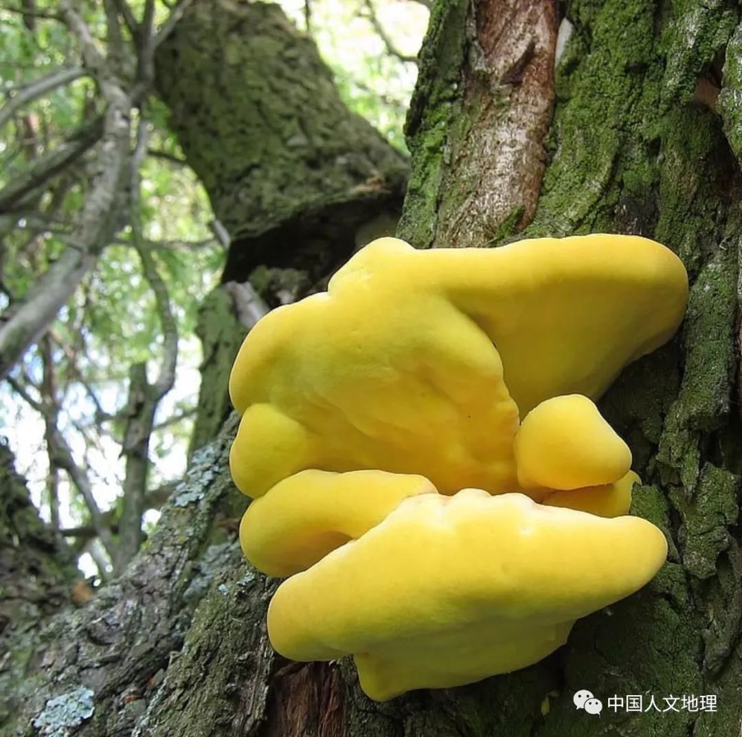 摄影彩色蘑菇,摄影师拍摄迷你蘑菇