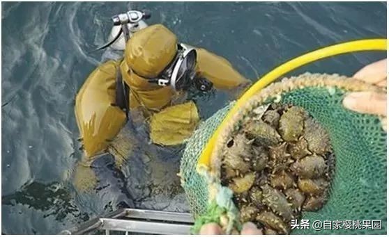 辽参科普,真正的辽参