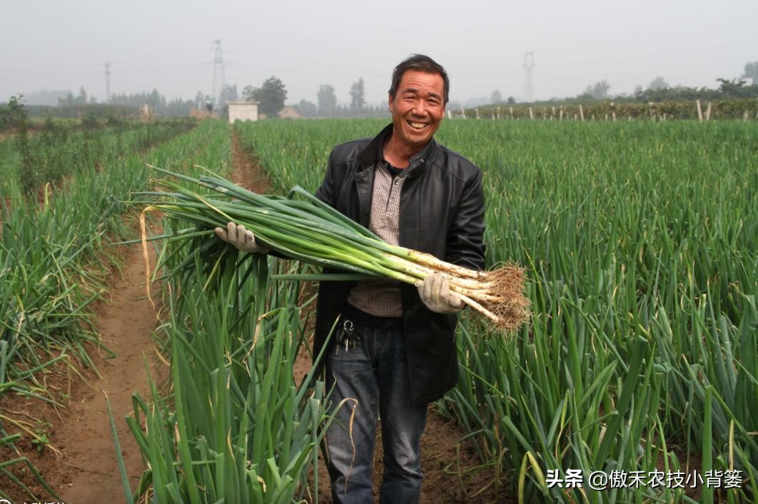 秋季大葱的种植方法和时间,大葱种植技术如何管理