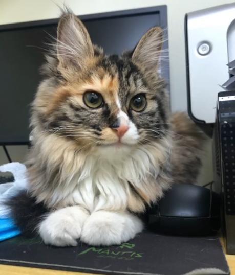 捡到的小奶猫眼睛流脓,捡到的小奶猫眼睛一直有眼屎