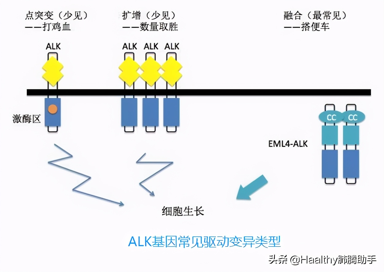 alk四代靶向药临床试验怎么申请,alk靶向药效果怎样