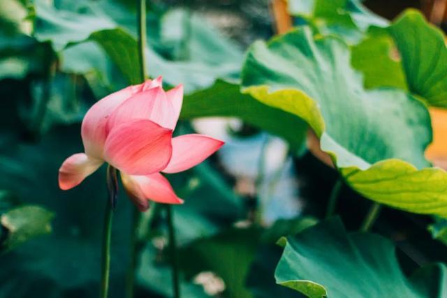 10首经典荷花诗词送你一夏清凉,最美的荷花诗词