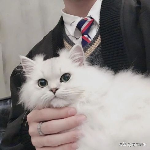 go猫粮吃了会黑下巴吗,go猫粮吃了拉黄水