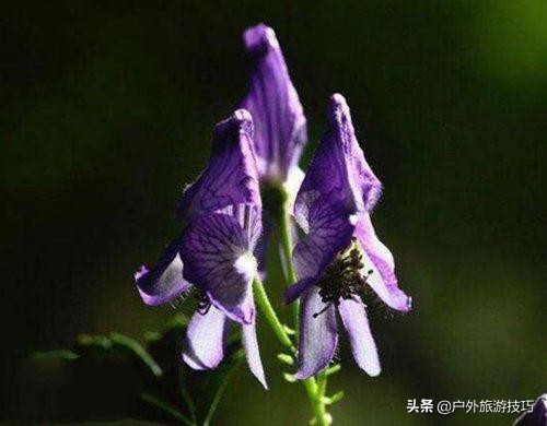 实用野外植物手册推荐,野外有毒植物盘点