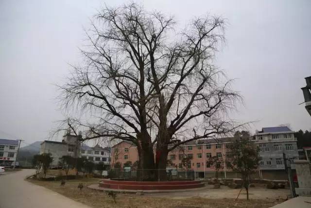 我的家乡被遗忘,我的家乡曾经也很美丽