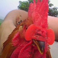 鸡啄癖的原因,鸡啄癖什么意思