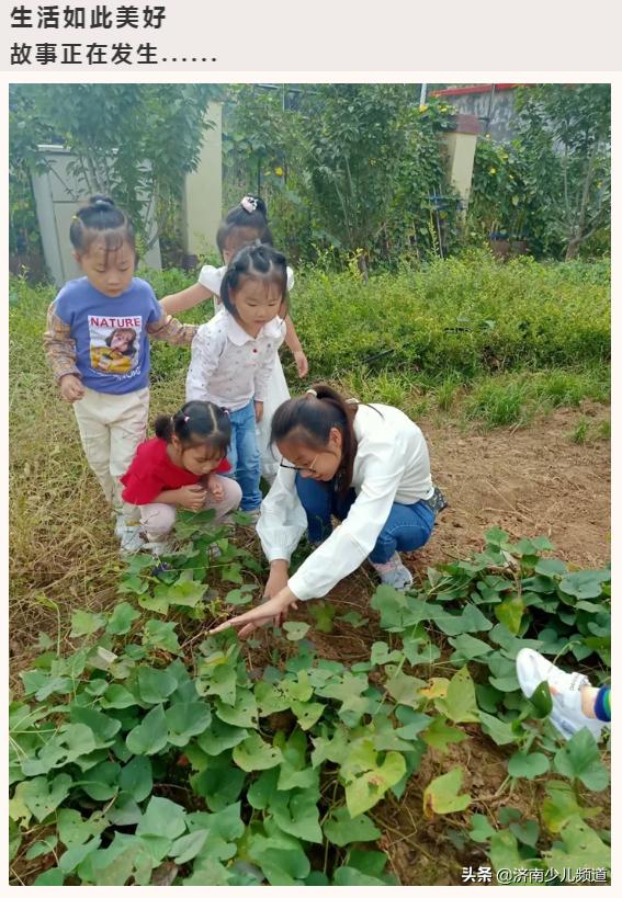 幼儿园红薯生成课活动方案,幼儿园科学教案红薯的成长过程