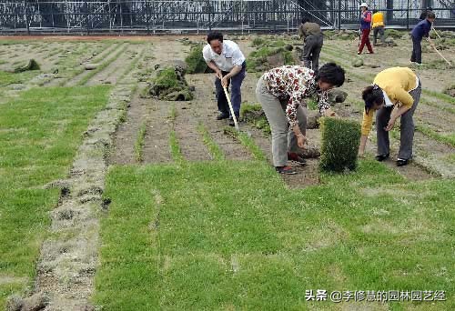 草坪的养护方案和管理,草坪的养护的教程