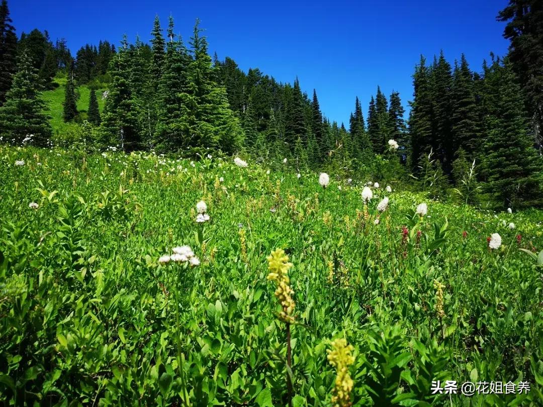 18天我和俩娃，西雅图家庭自由行，民宿、雪山、游艇……好玩刺激