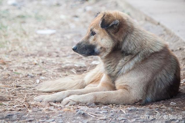 家狗藏獒,家狗柴犬