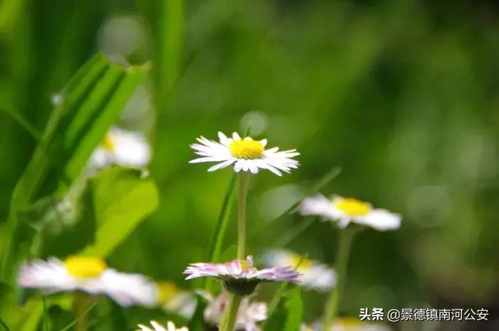 夜深花睡去最念是故人的出处,夜深花睡去最念是故人