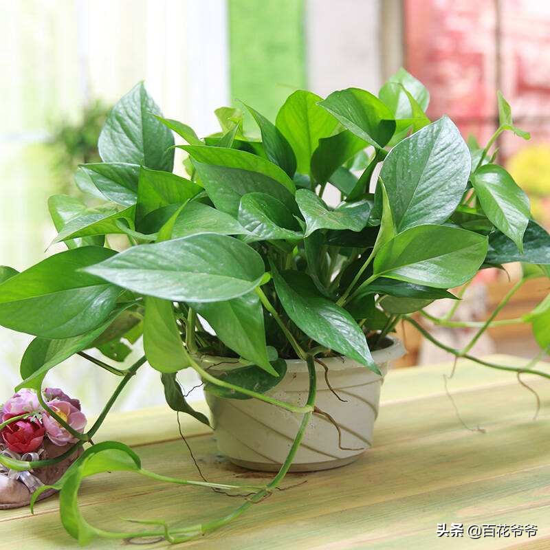 新家摆什么花或绿植好看吸甲醛,室内摆放什么花除甲醛最好