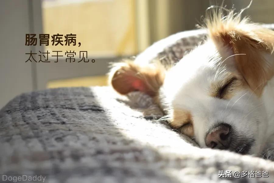 博美犬瘟治疗攻略,宠物常见病药物推荐